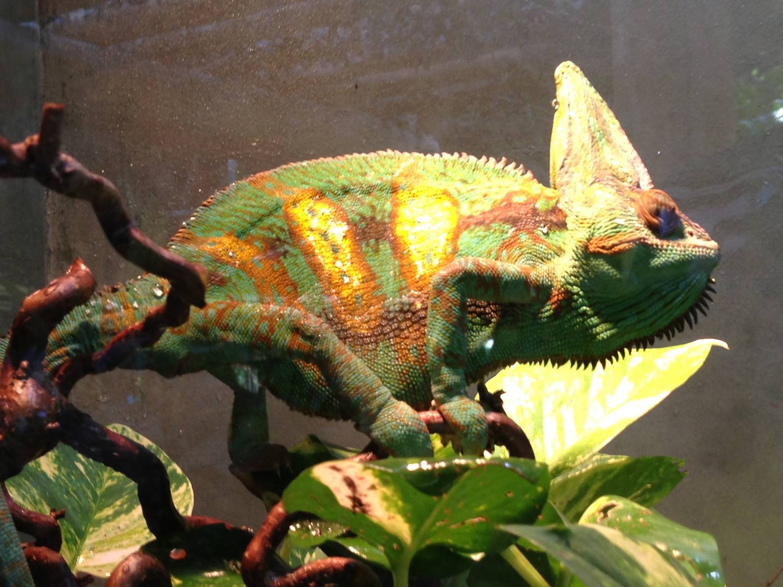 Veiled Chameleon