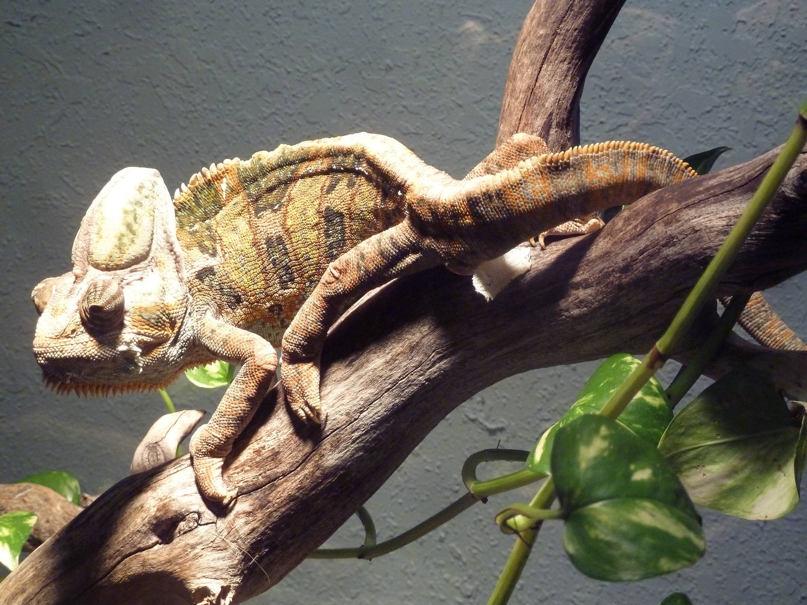 Veiled Chameleon