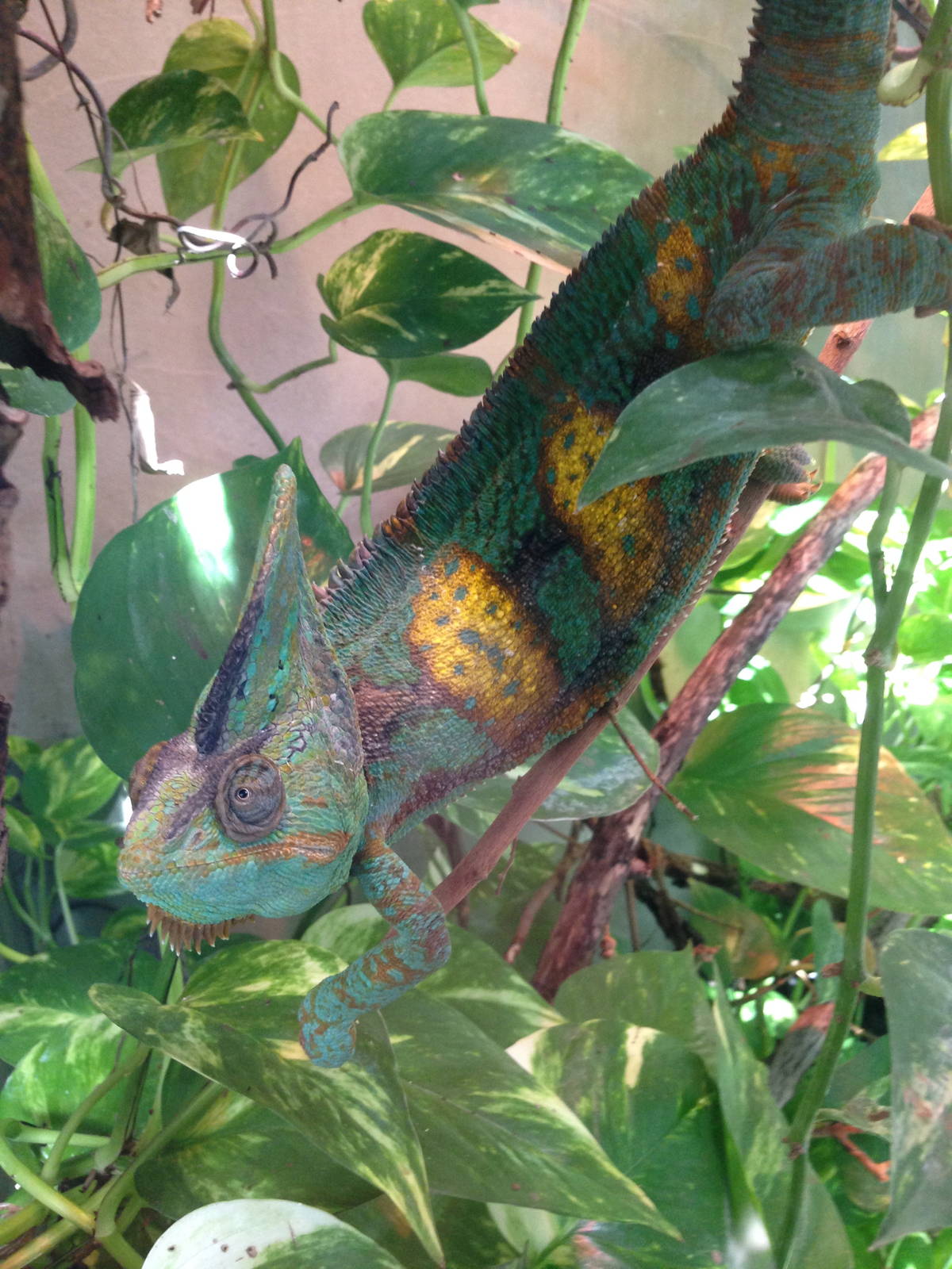 Veiled chameleon