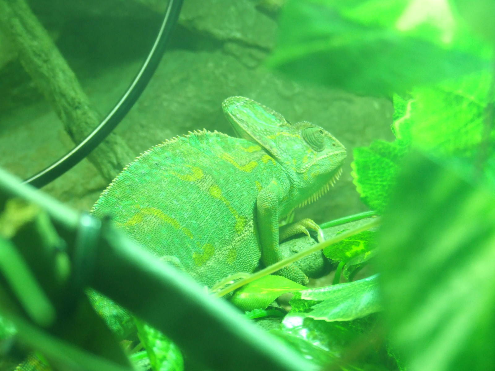 Veiled chameleon