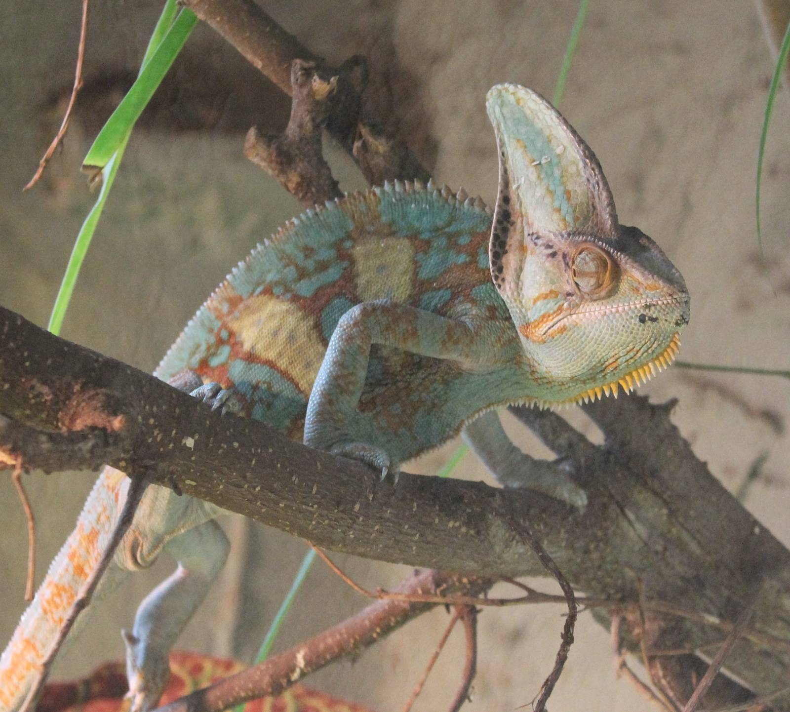 Veiled chameleon