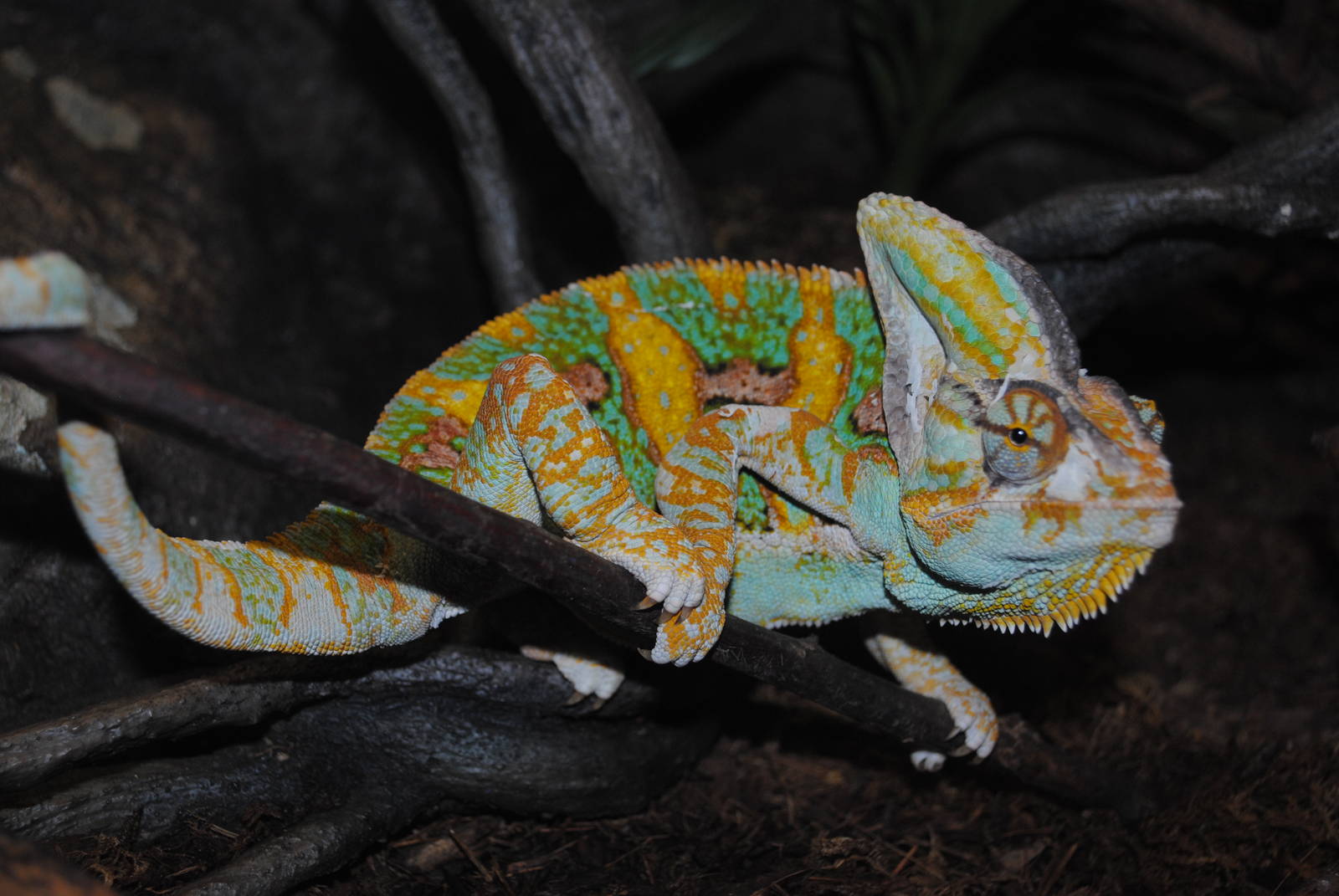 Veiled Chameleon