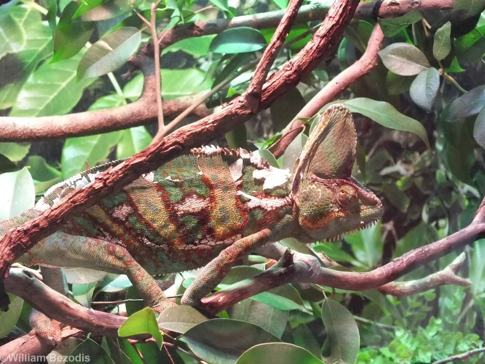 Veiled Chameleon