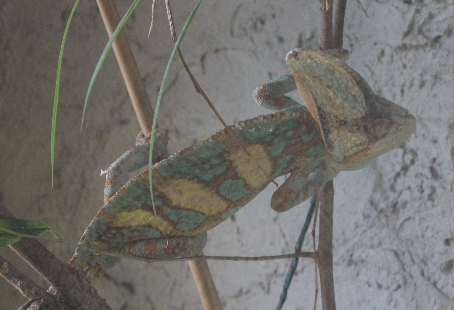 Veiled chameleon