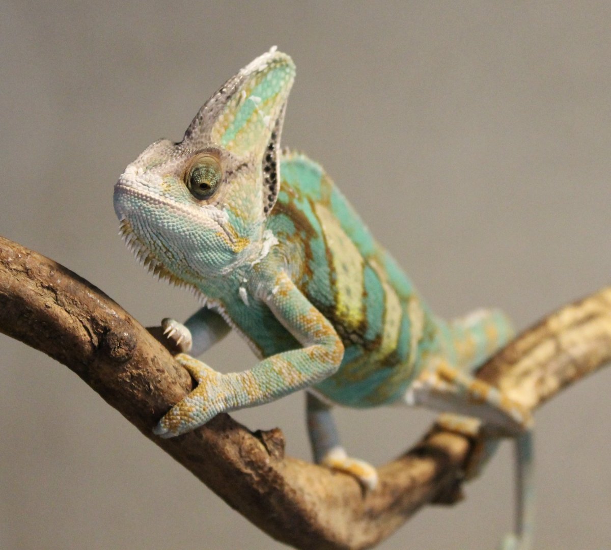 Veiled chameleon