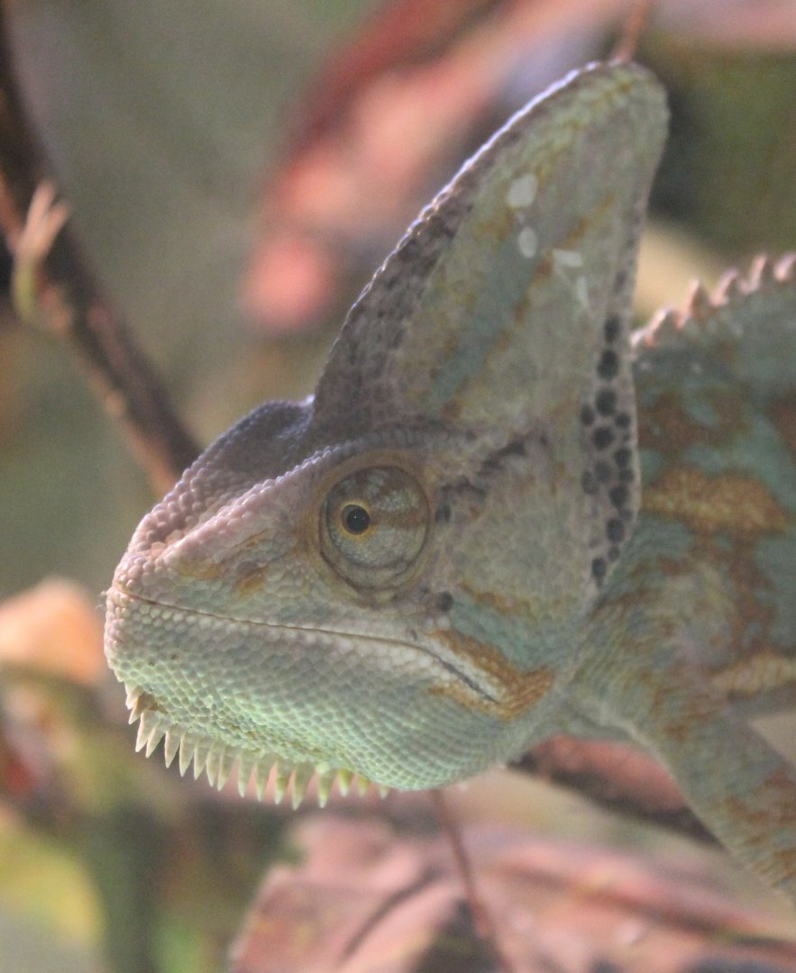 Veiled chameleon