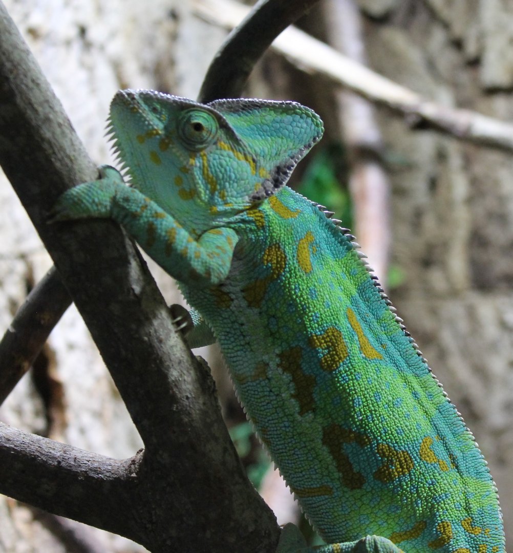 Veiled chameleon