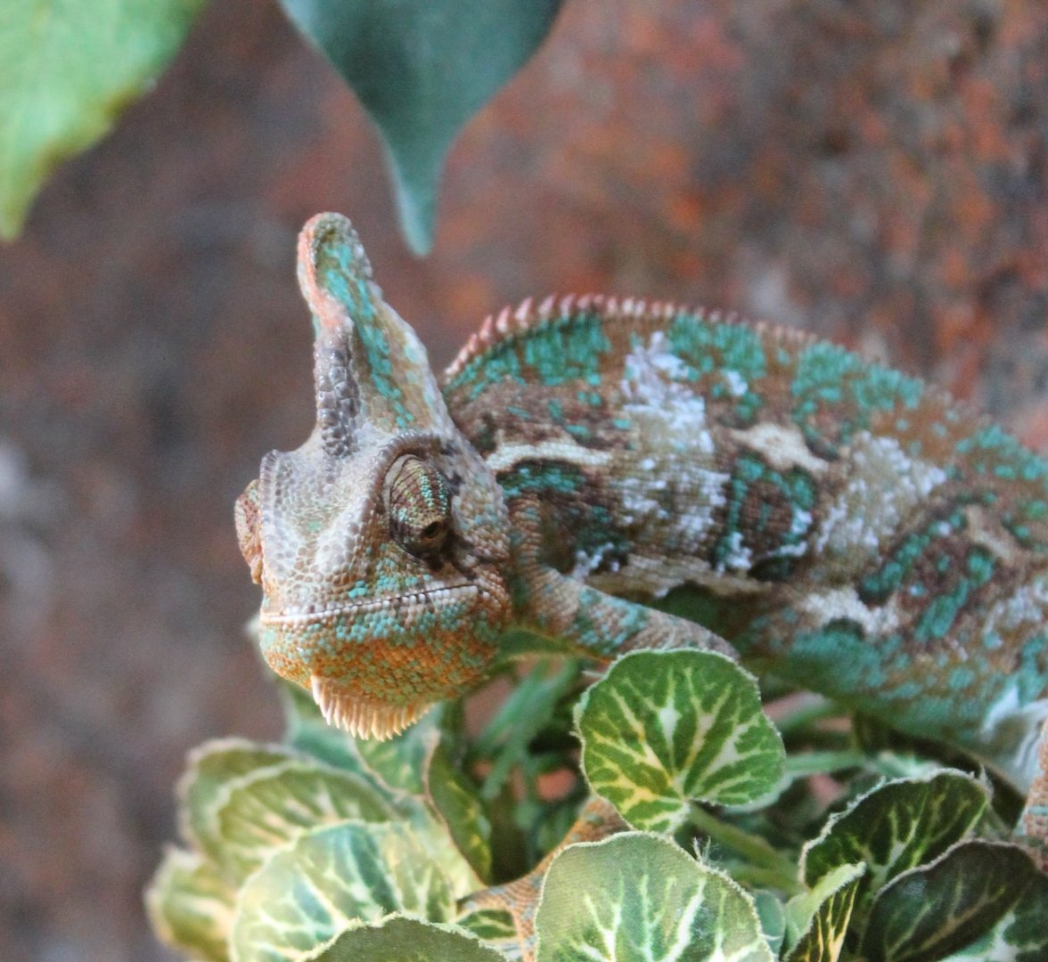 Veiled chameleon