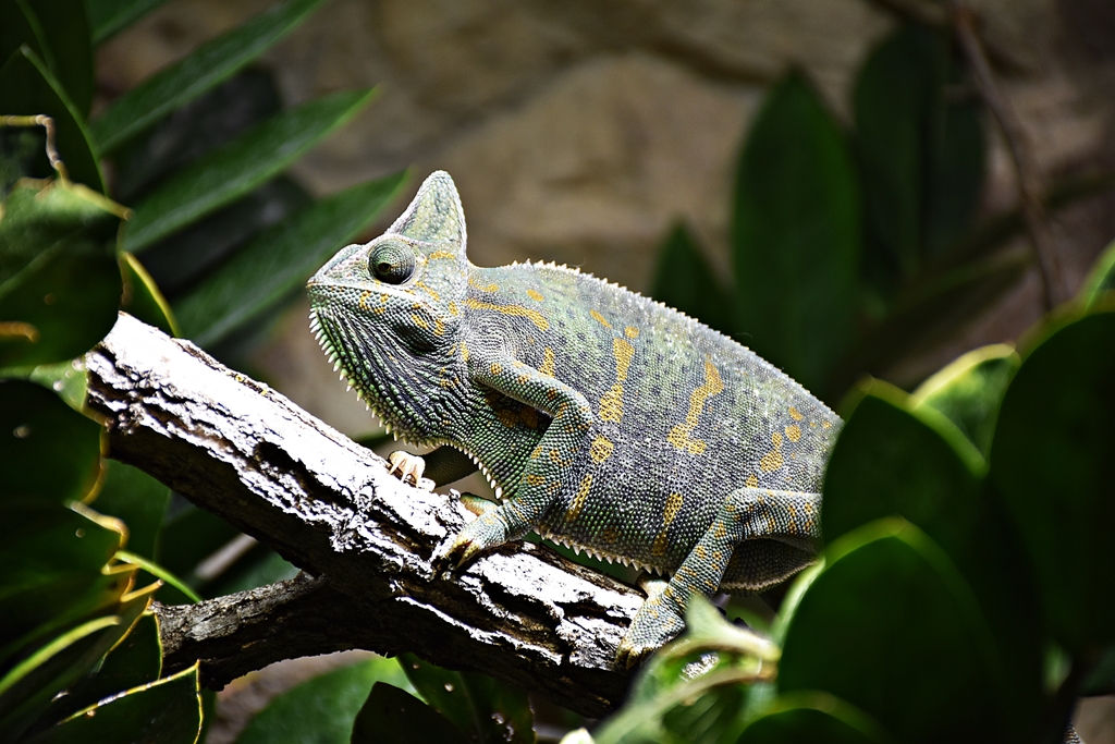 Veiled chameleon