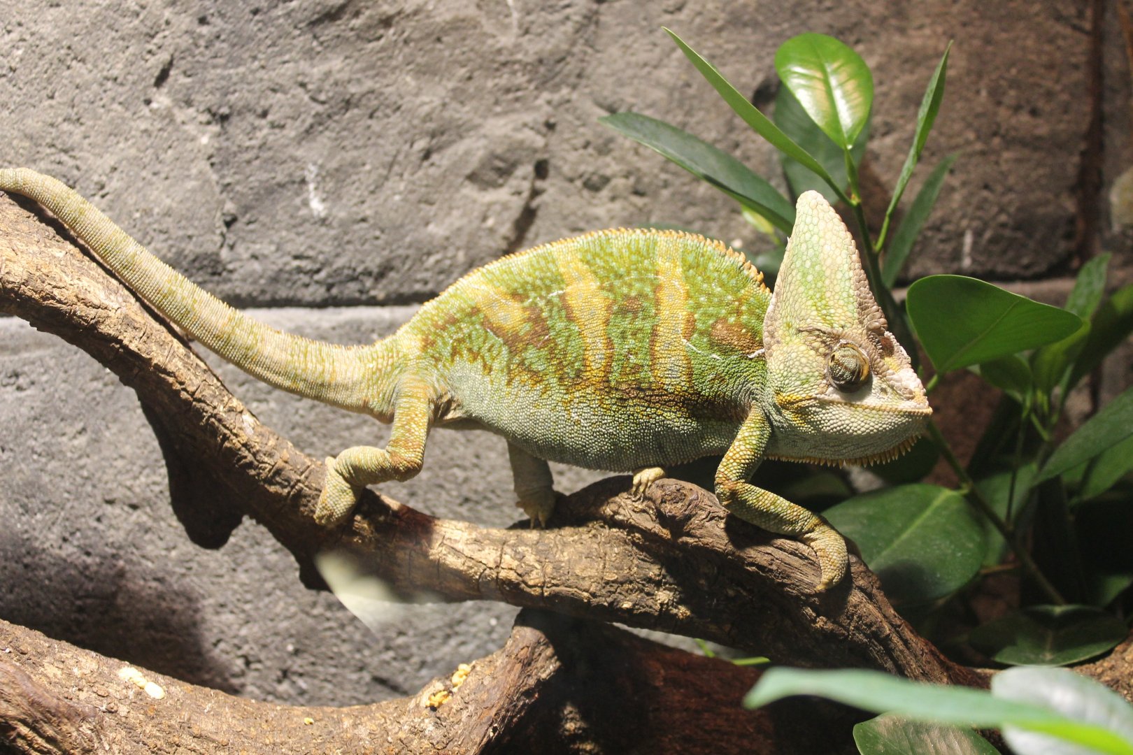 Veiled chameleon
