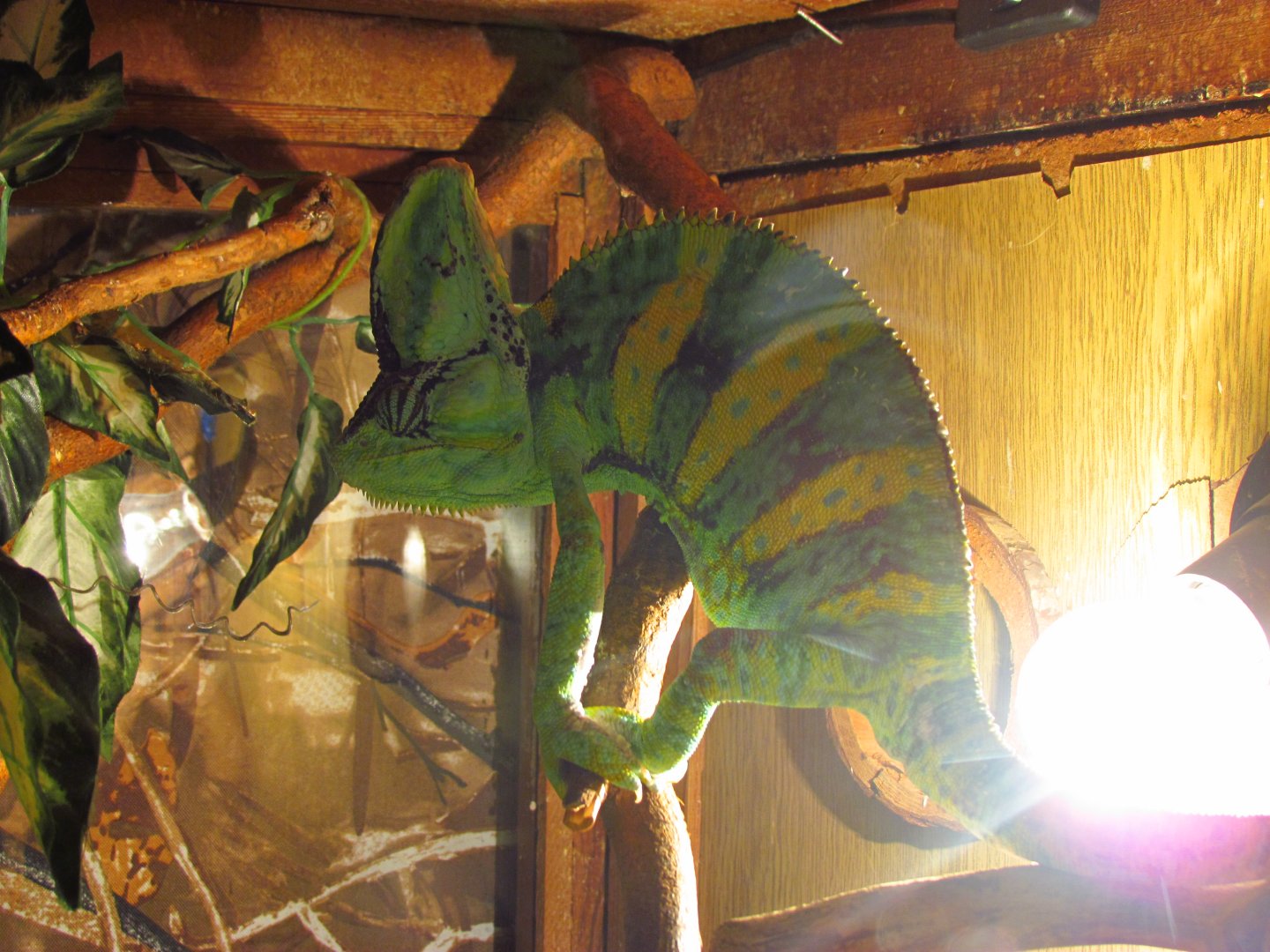 Veiled chameleon