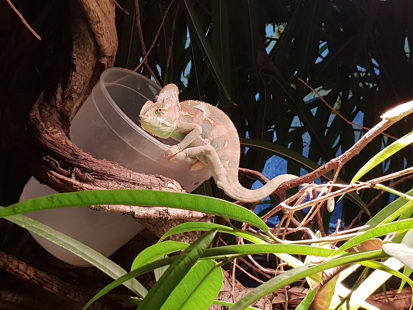 Veiled chameleon