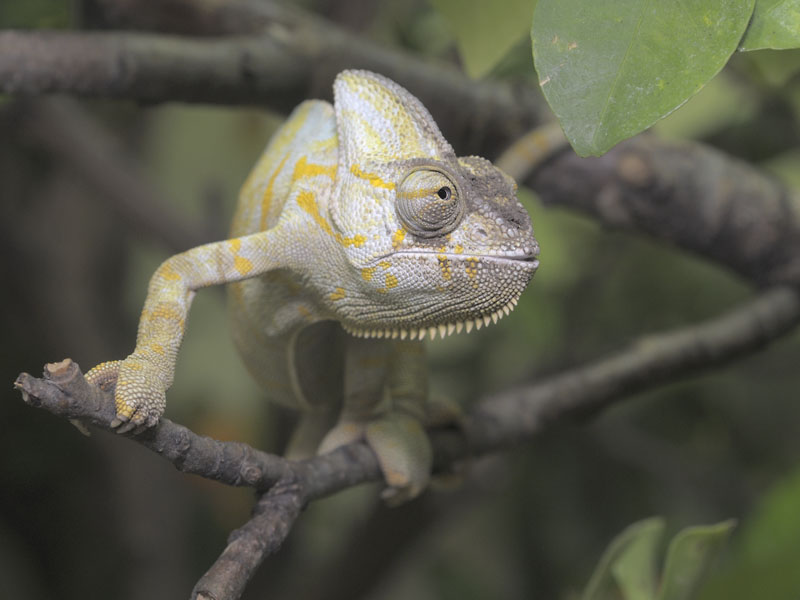 Veiled chameleon