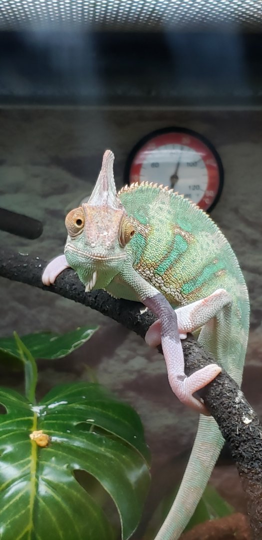 Veiled Chameleon