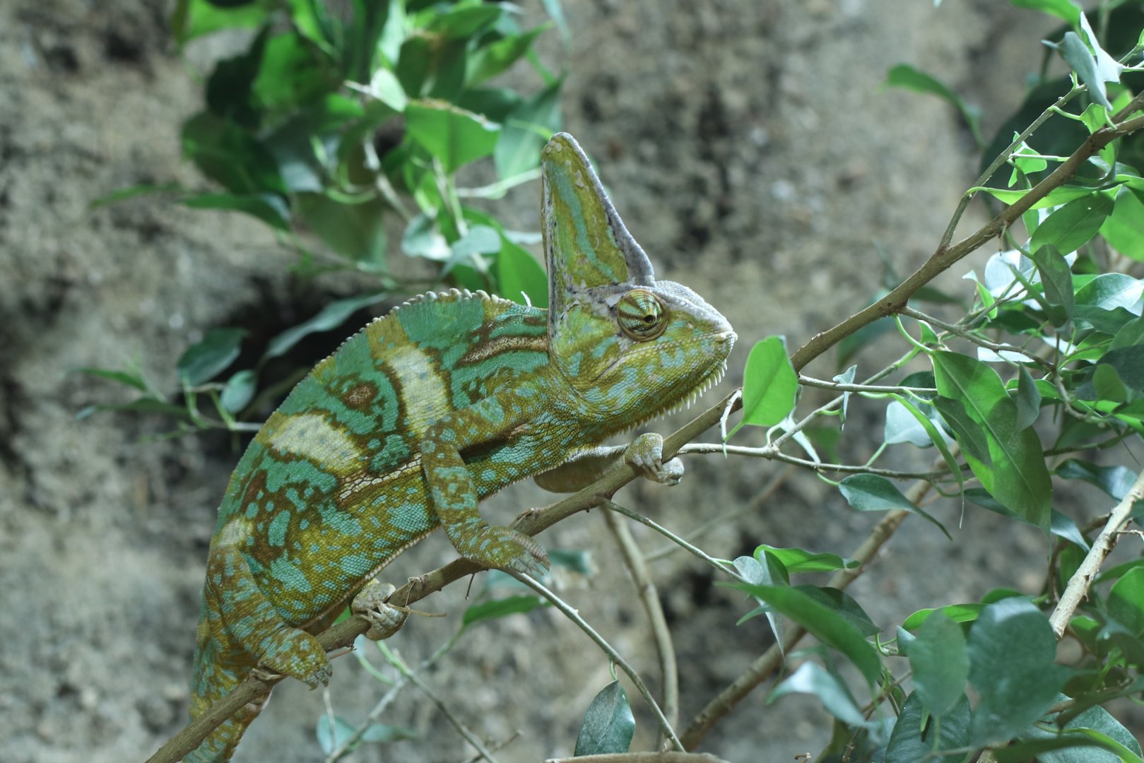 Veiled chameleon