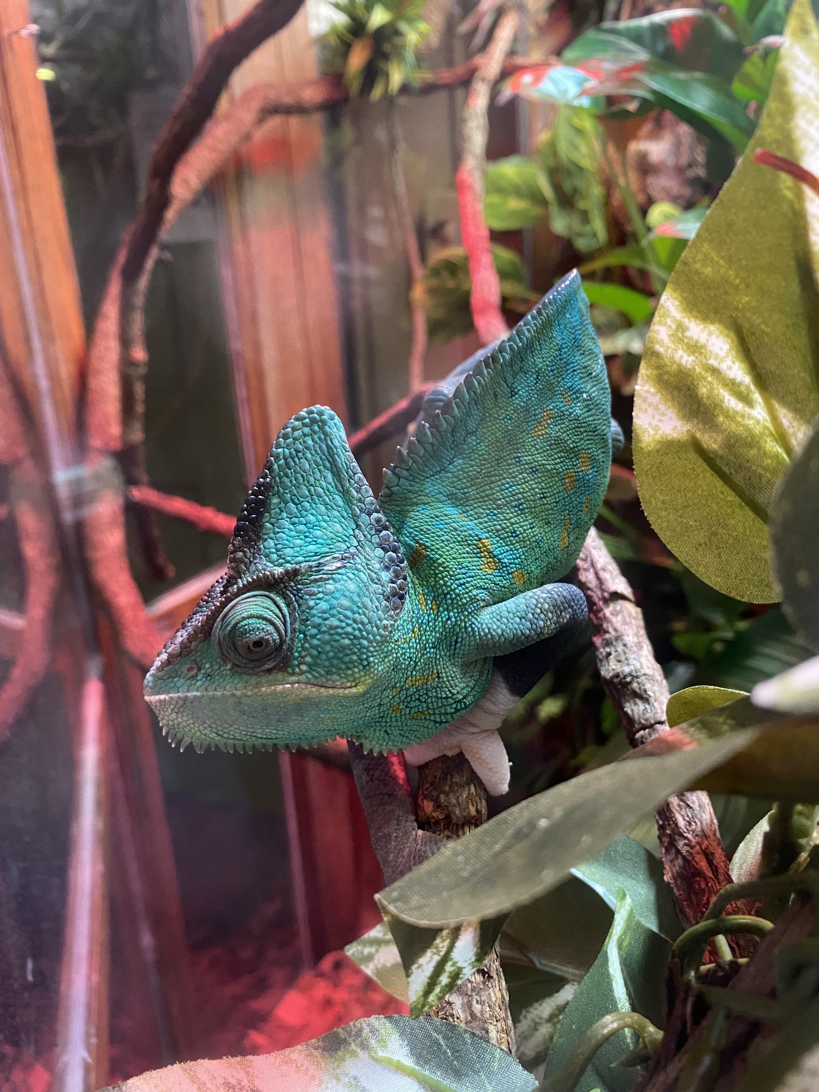 Veiled Chameleon