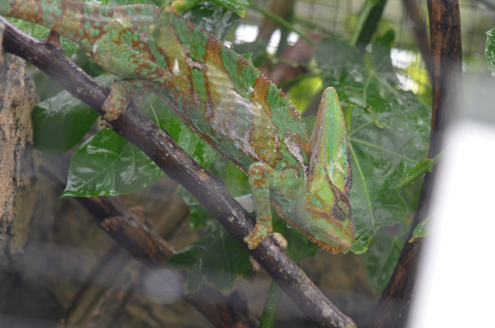 Veiled Chameleon