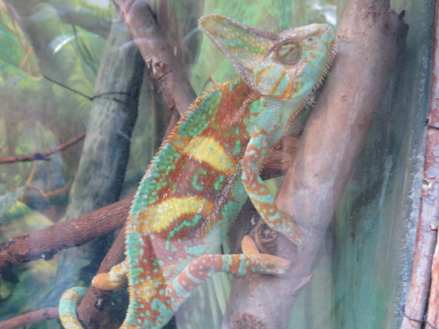 Veiled chameleon
