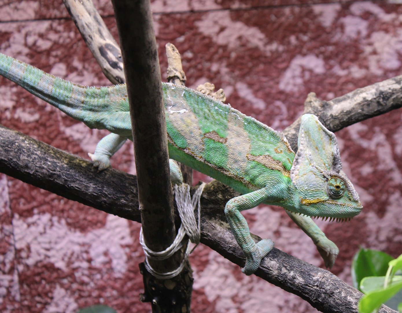 Veiled chameleon