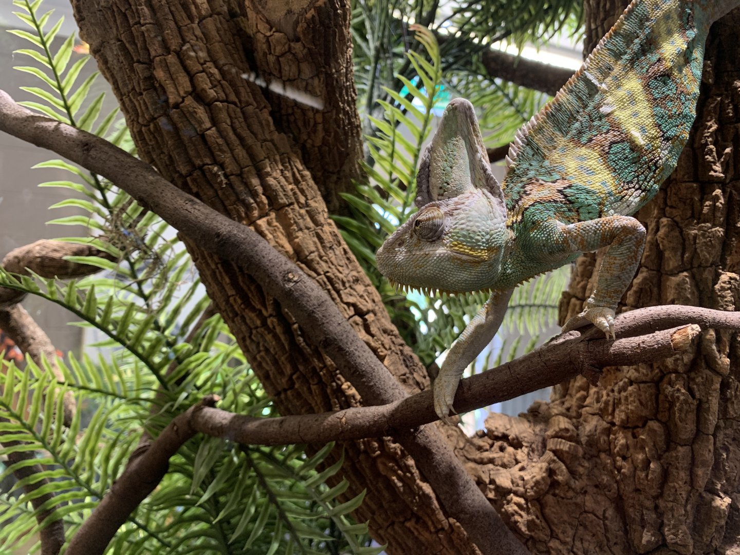 Veiled Chameleon