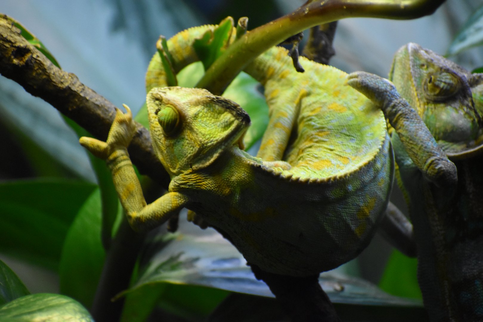 Veiled Chameleon