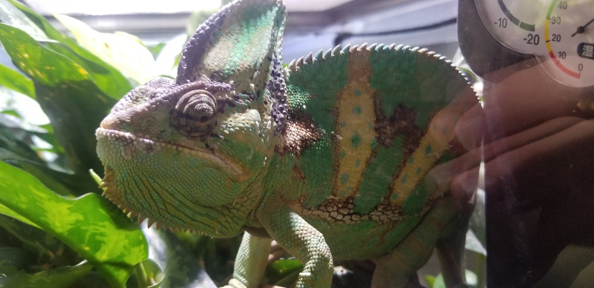 Veiled Chameleon
