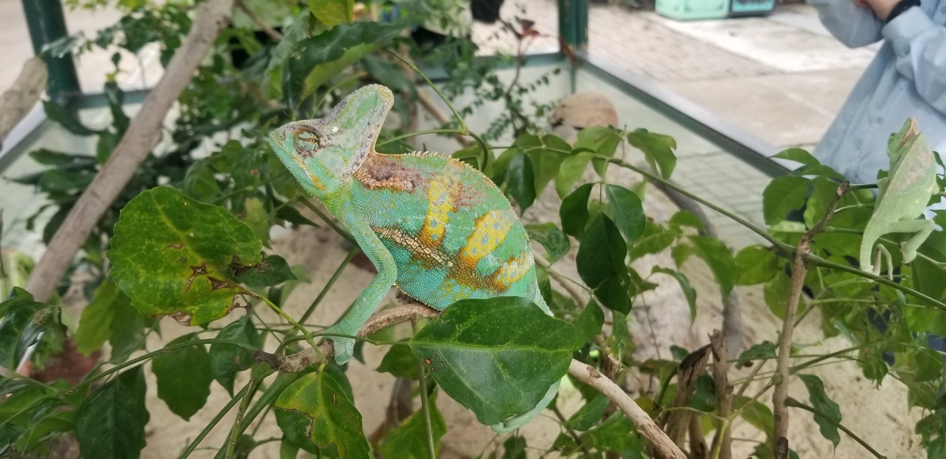 Veiled Chameleon