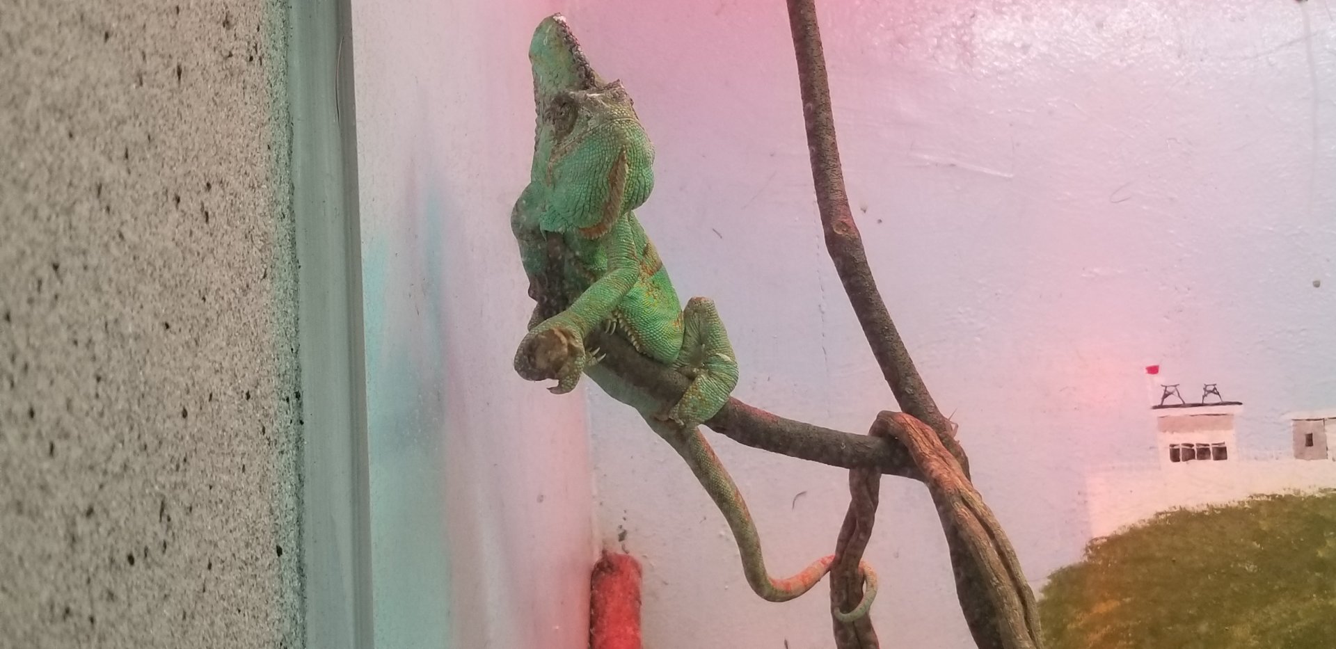 Veiled Chameleon