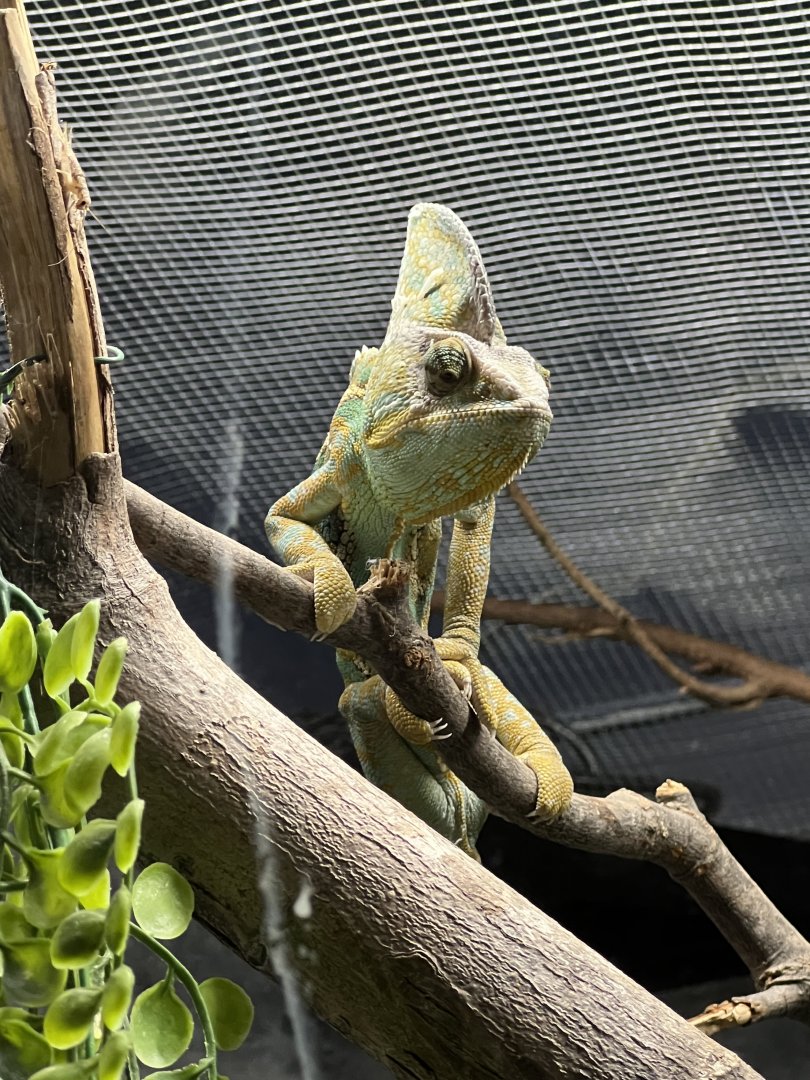 Veiled Chameleon