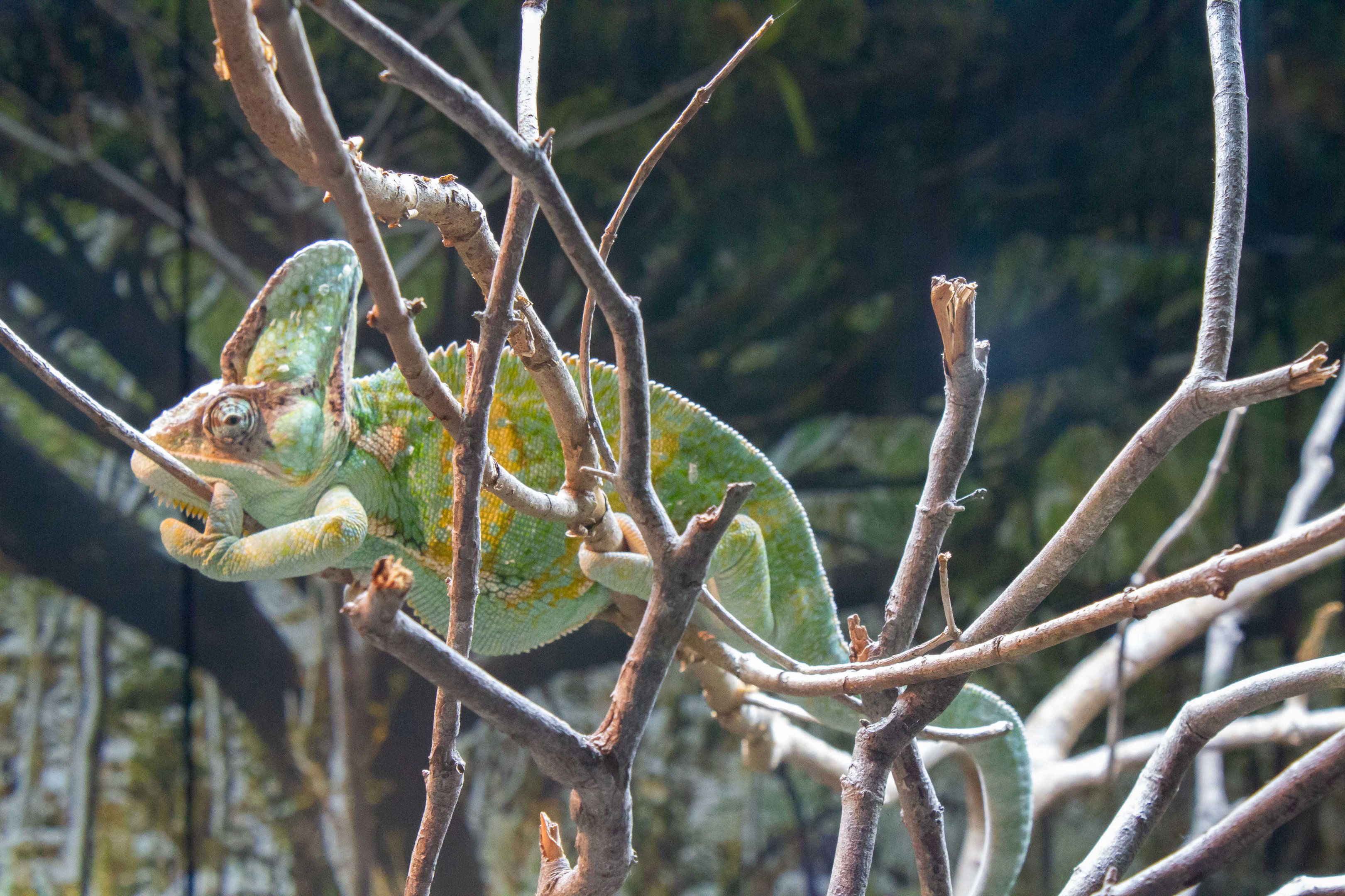 Veiled Chameleon