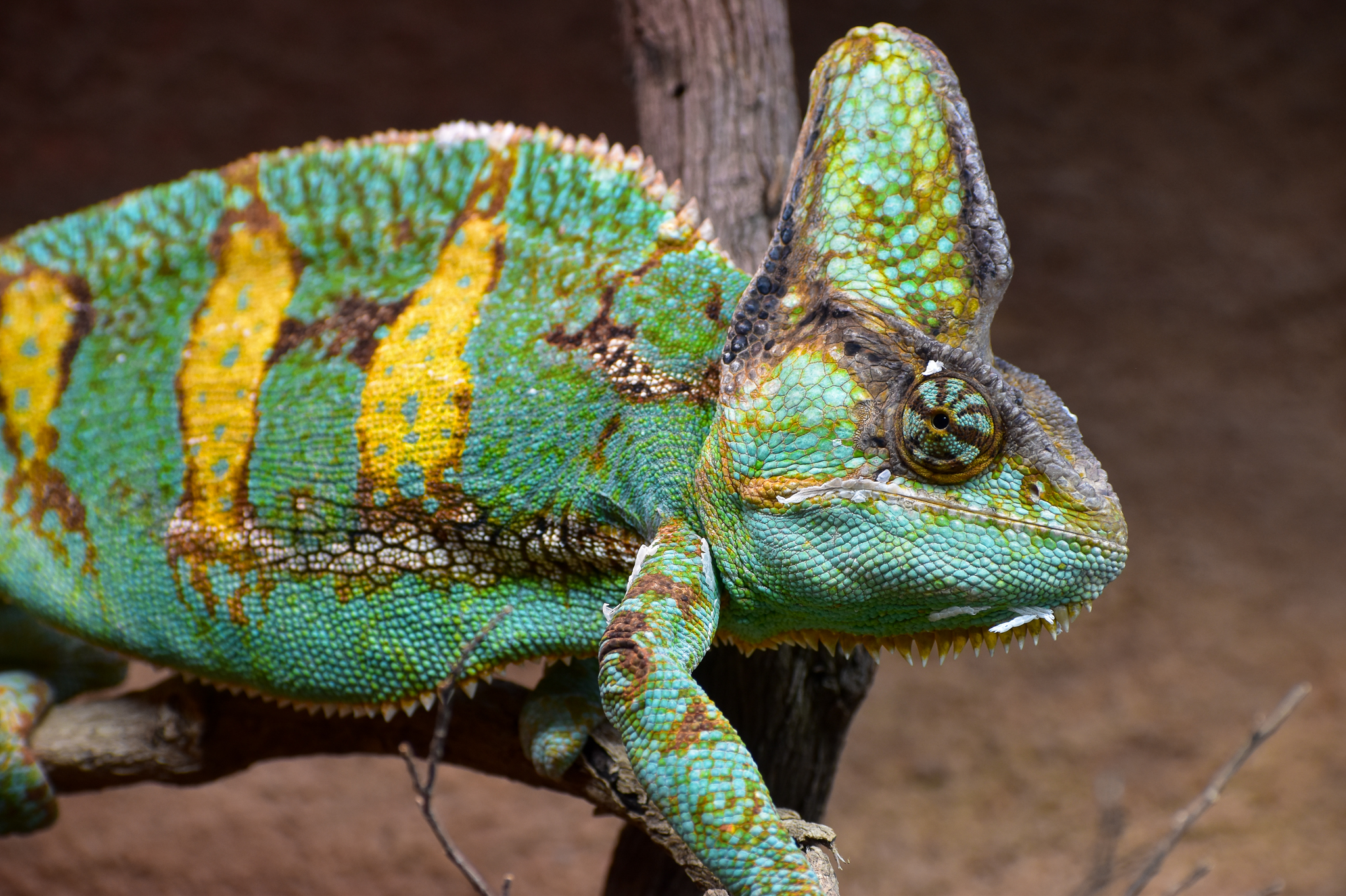 Veiled Chameleon