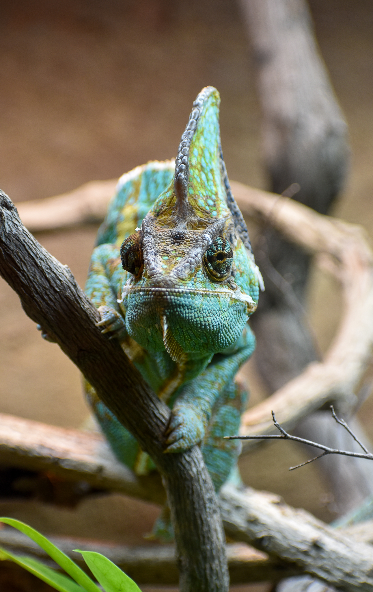 Veiled Chameleon