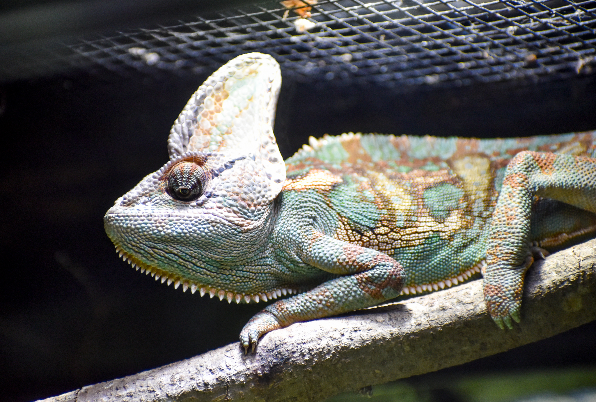 Veiled Chameleon