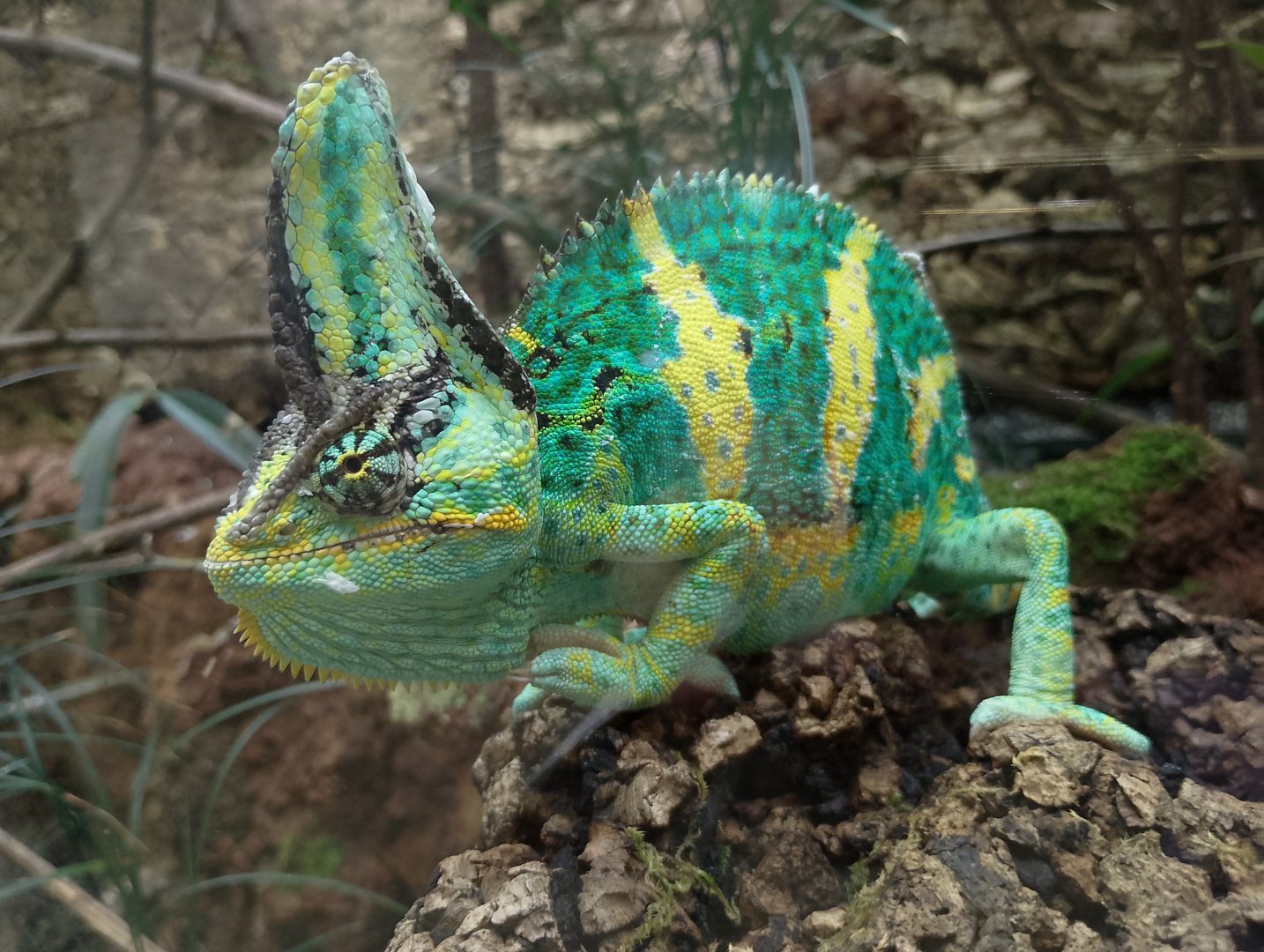 Veiled chameleon