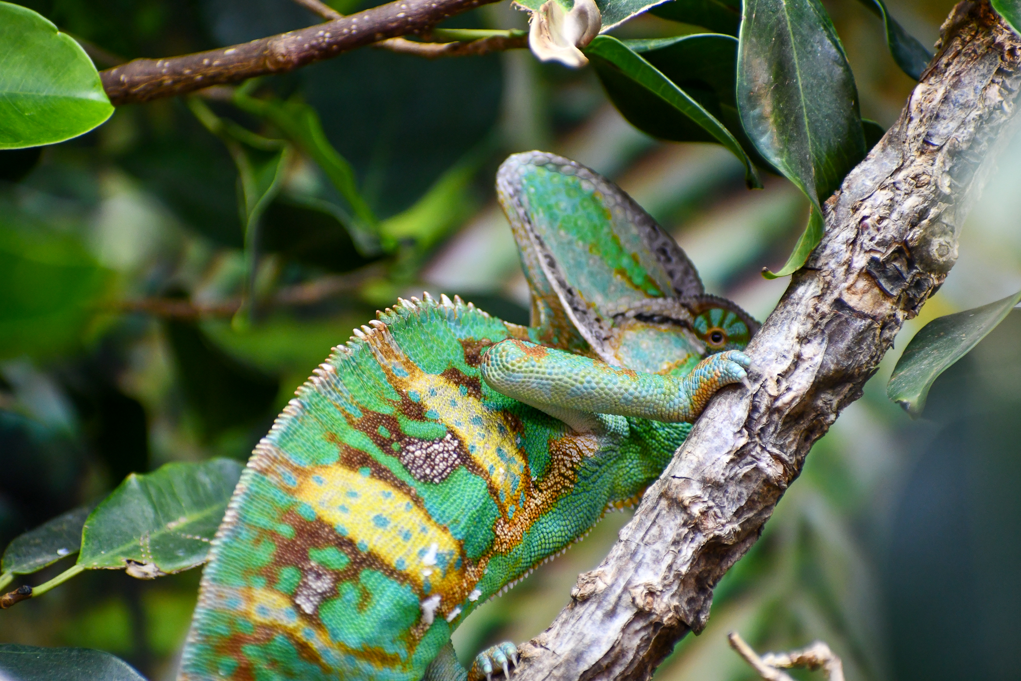 Veiled Chameleon
