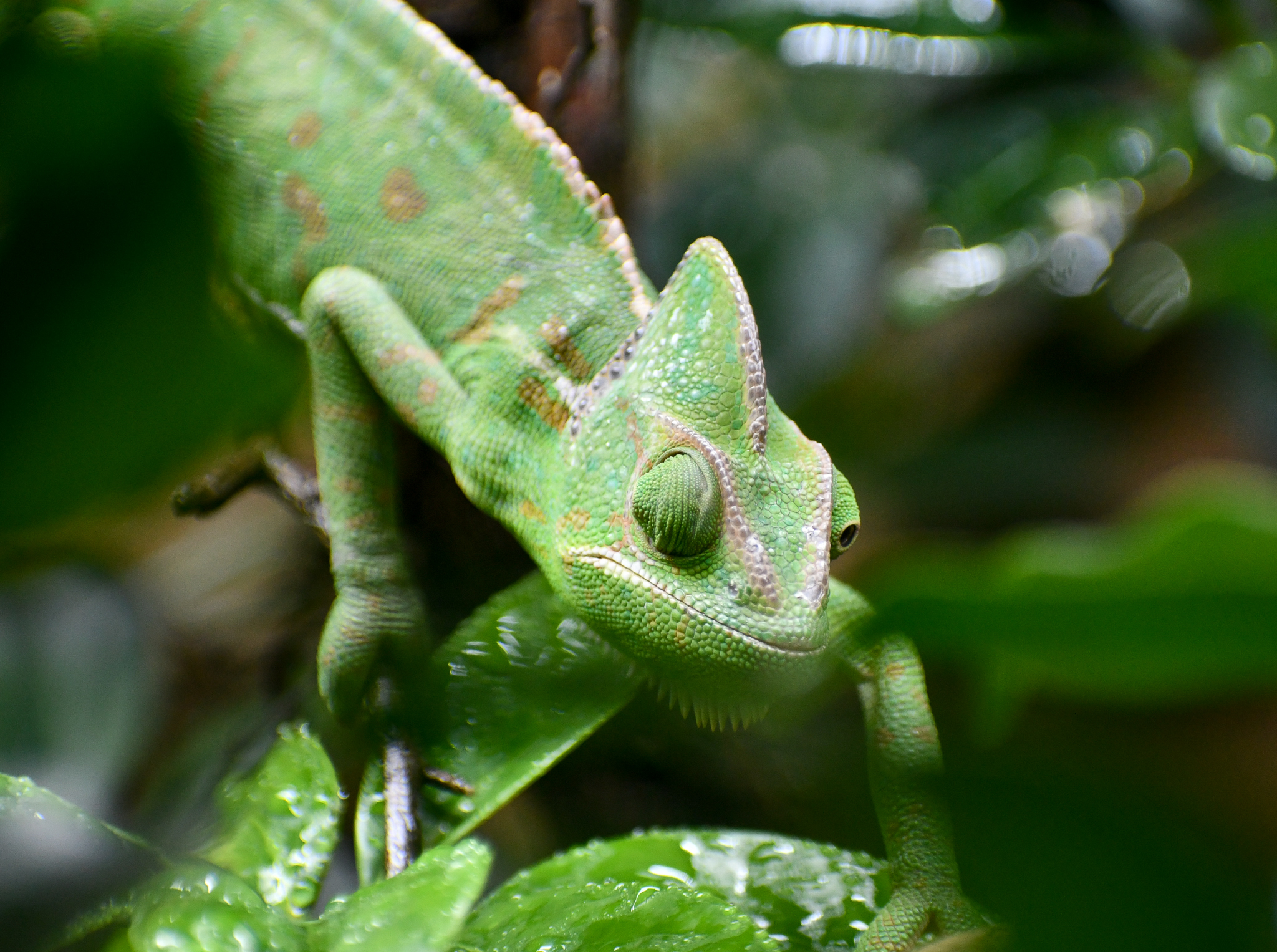 Veiled Chameleon