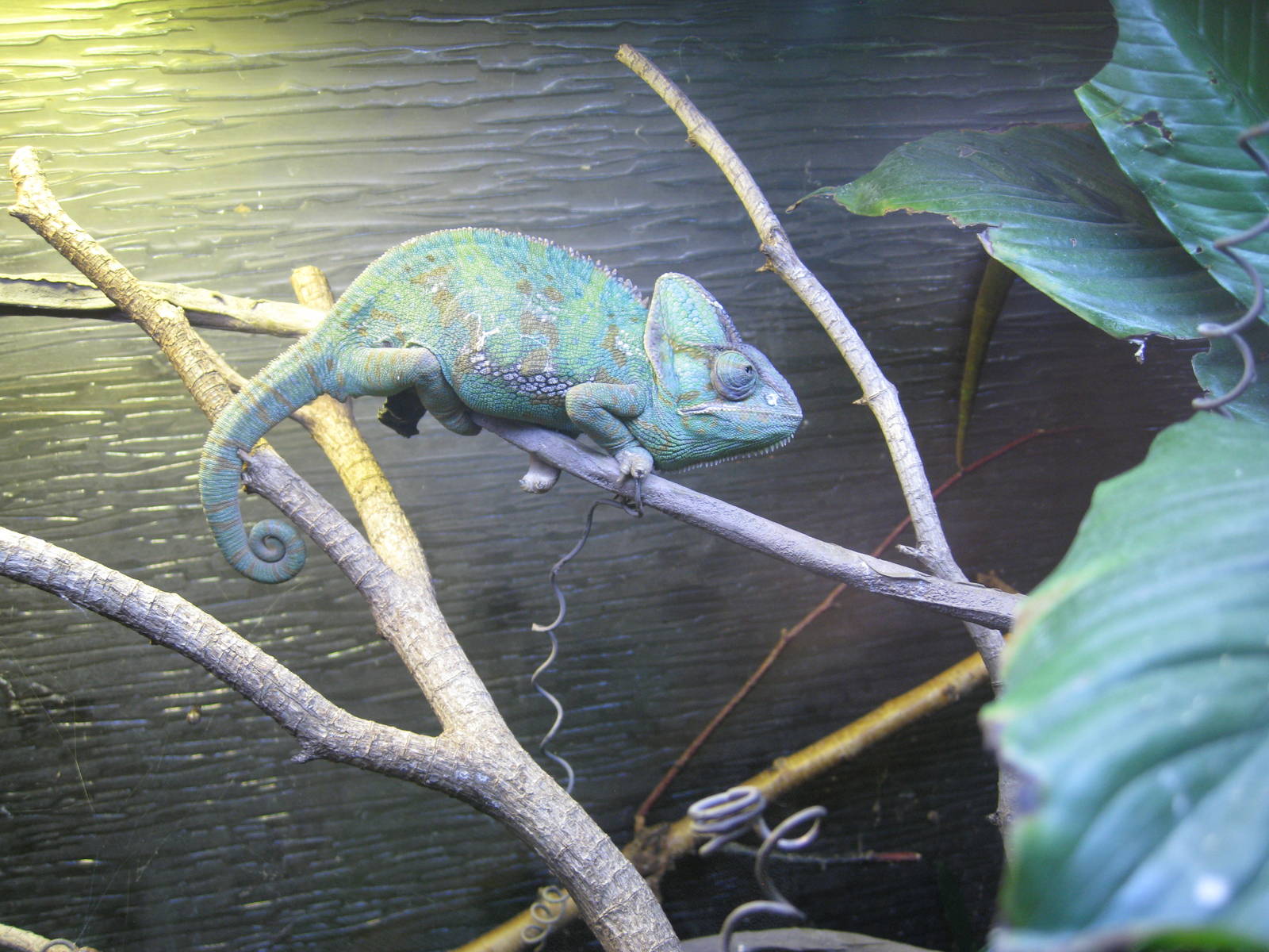 Veiled Chameleon