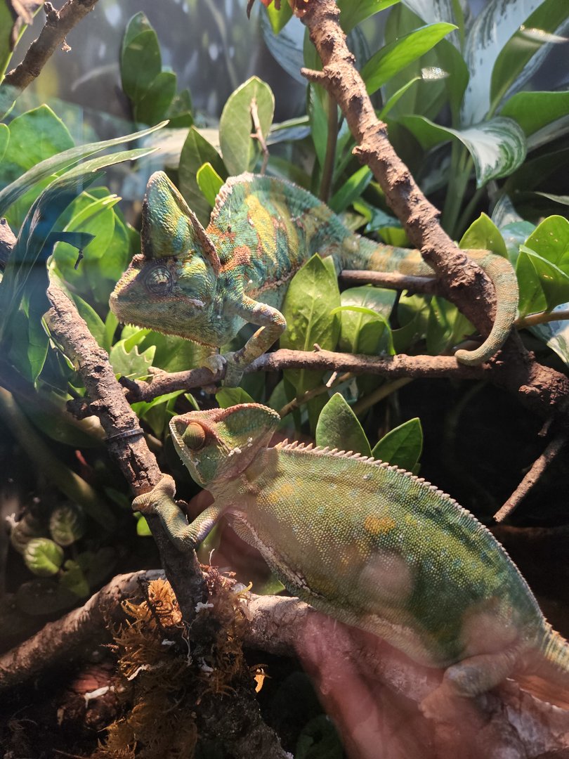 Veiled chameleons