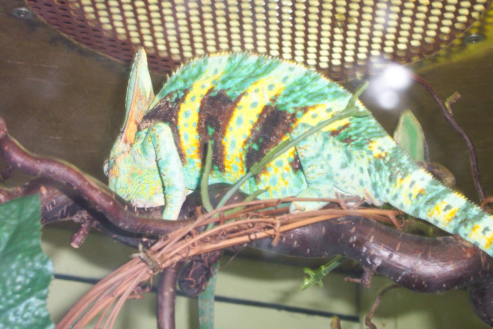 Veiled (I think?!?) Chameleon