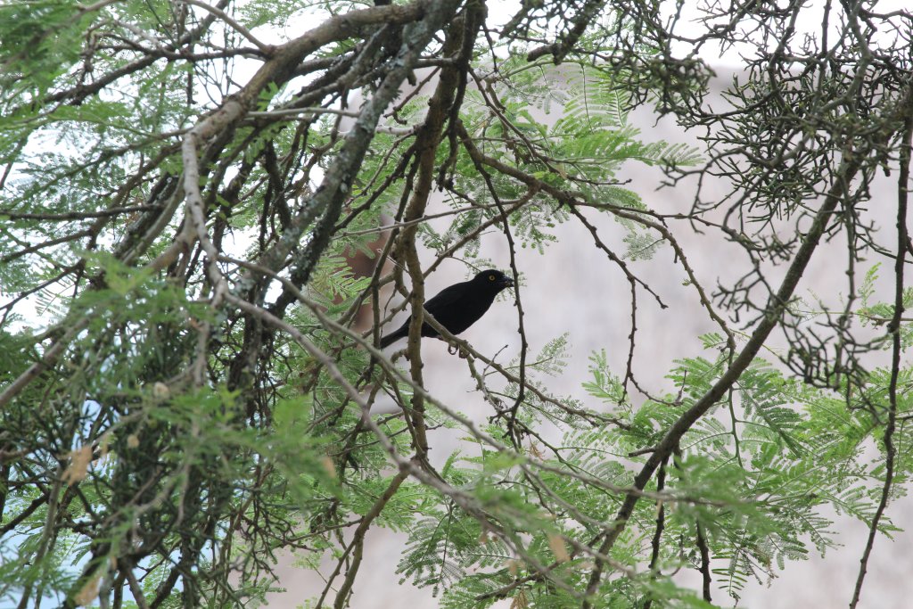 Veillot's Black Weaver