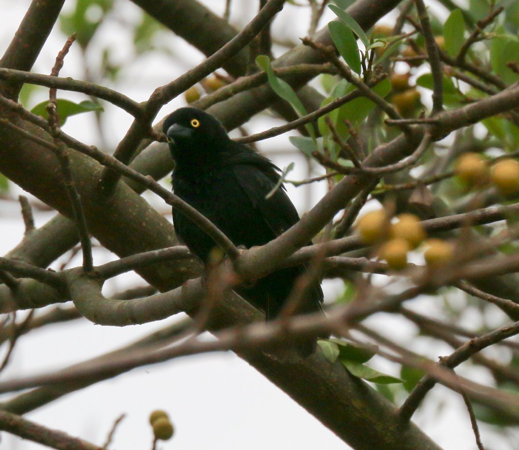 Veillot's Black Weaver