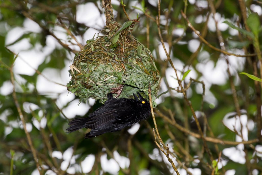 Veillott's Black Weaver