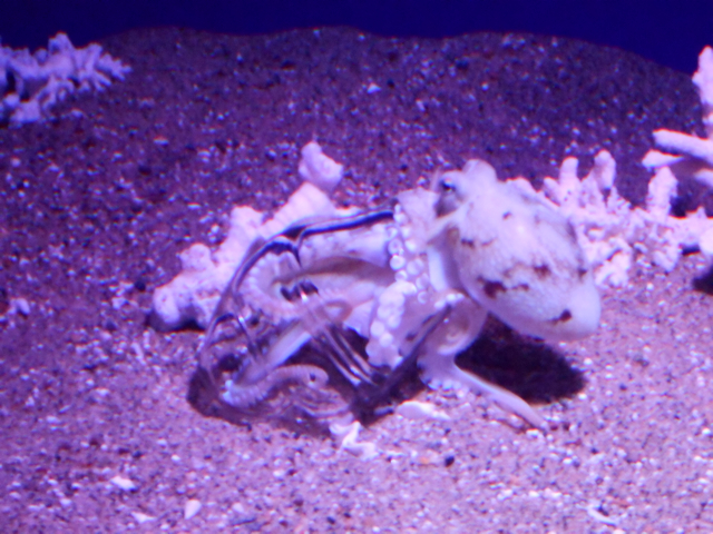 Veined octopus squeezing into jar