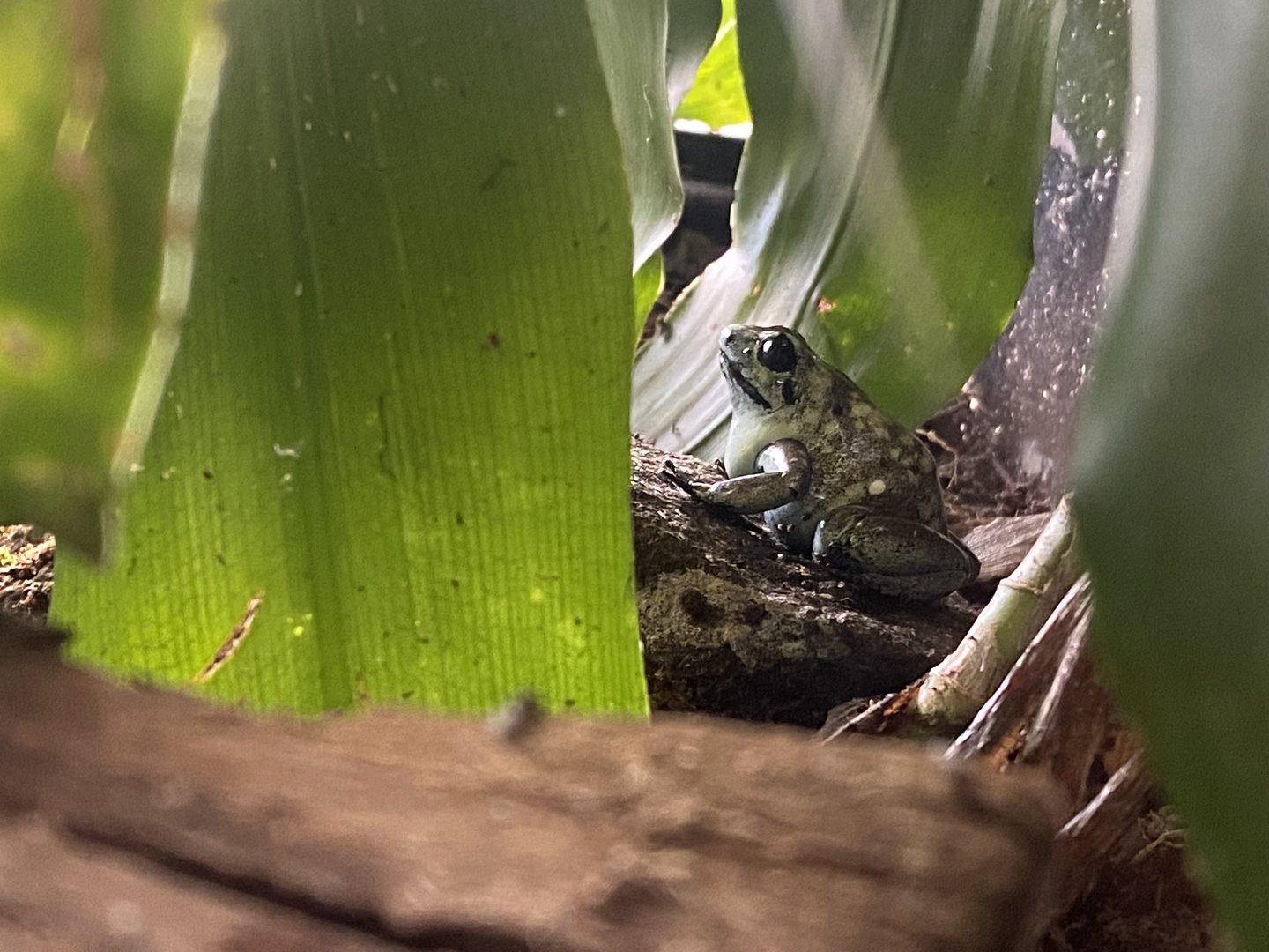 Veined tree frog? 200922