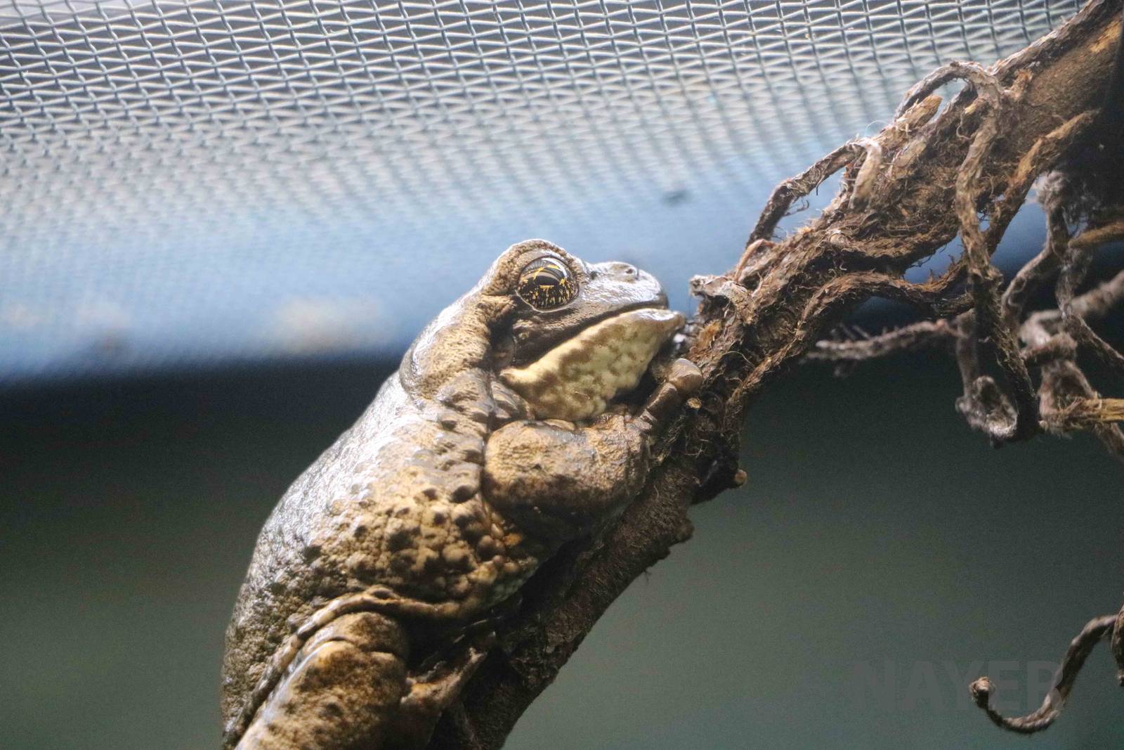 Veined tree frog - Instituto Butantan, 2016