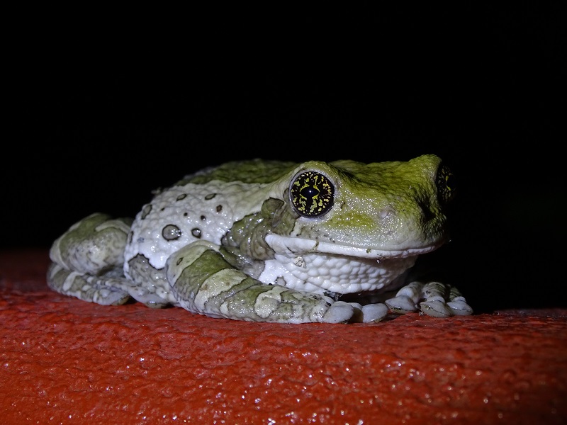 Veined tree frog (Trachycephalus typhonius)