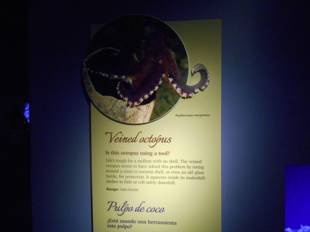 veined_octopus_sign