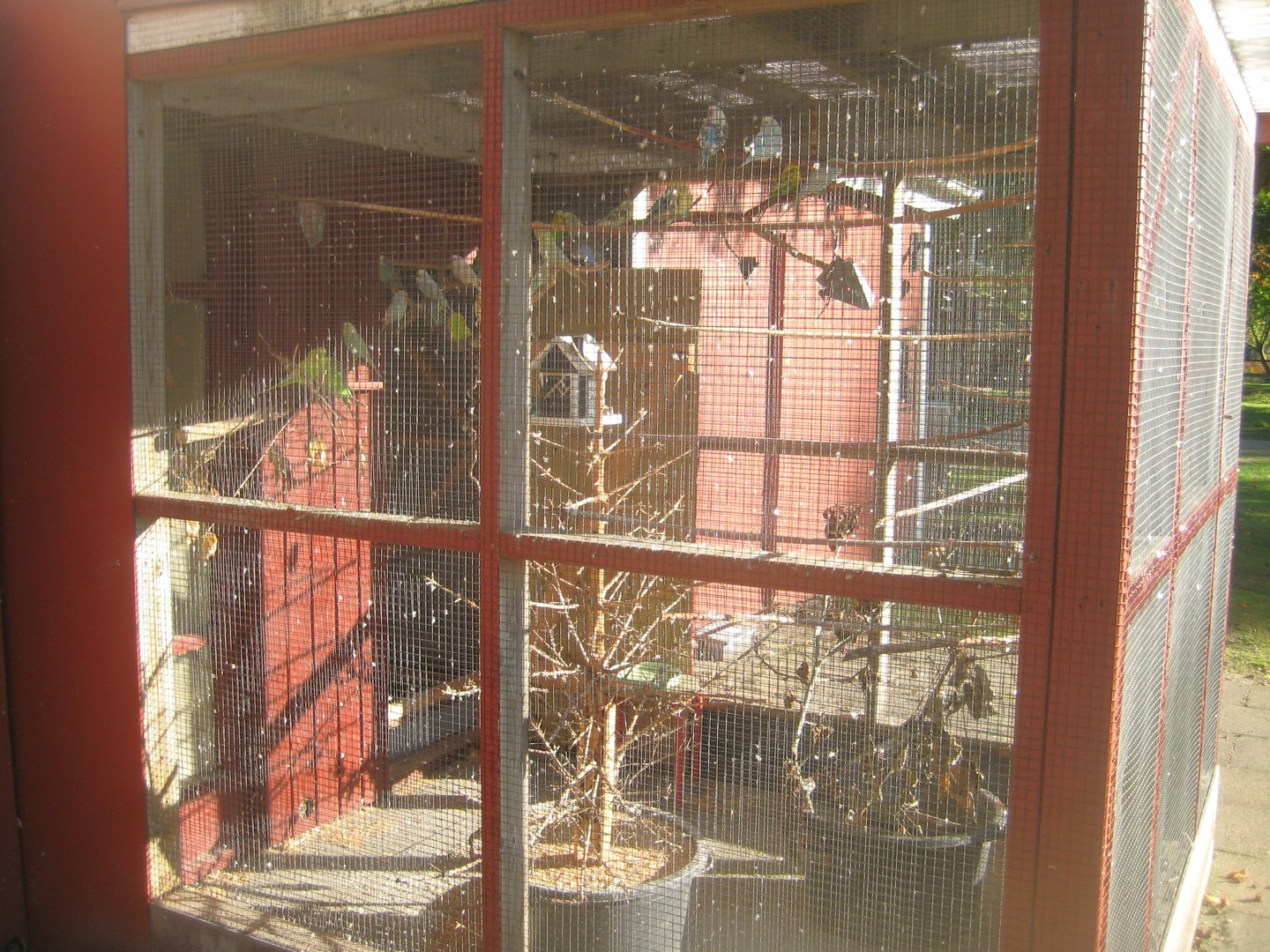 Vejen Anlæg - Budgerigar aviary