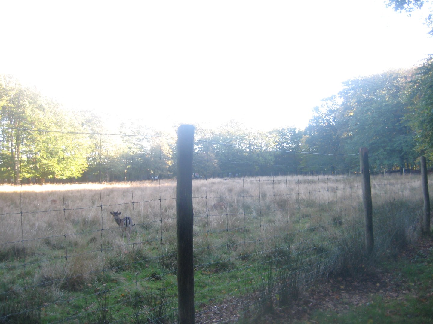 Vejen Anlæg - Deer exhibit