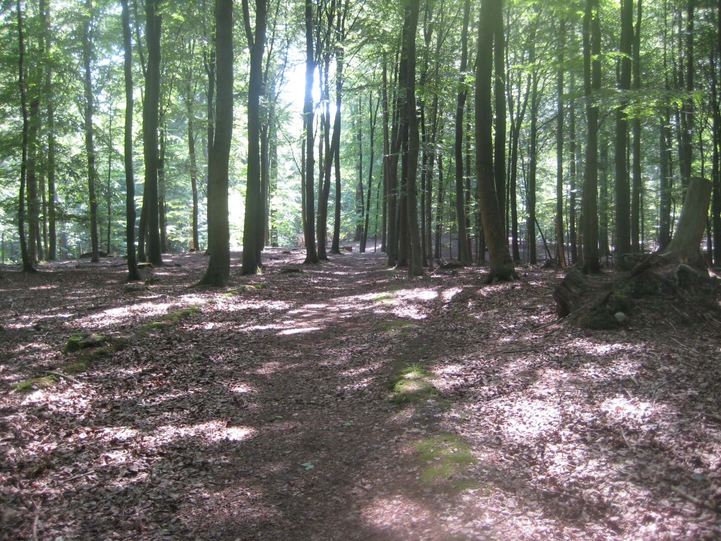 Vejle Dyrehave - General view
